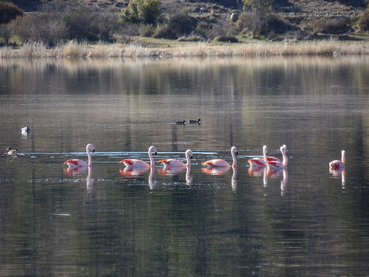 Chilean Flamingo - ML267748401