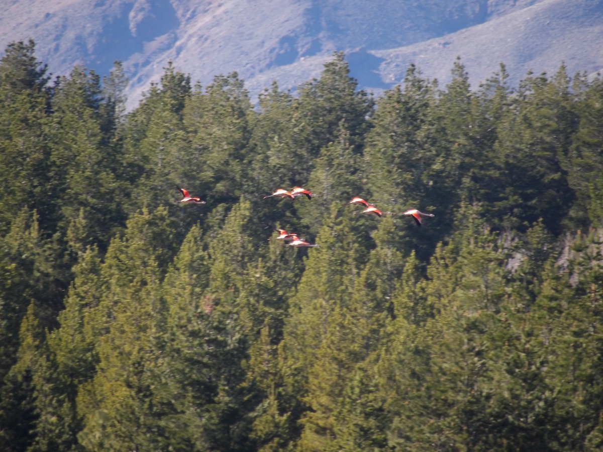 Chilean Flamingo - ML267748581