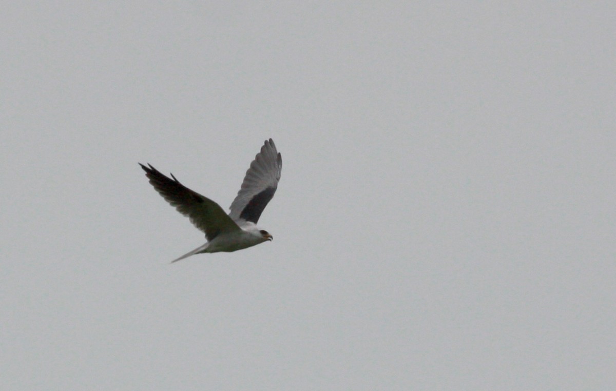 White-tailed Kite - ML26775061