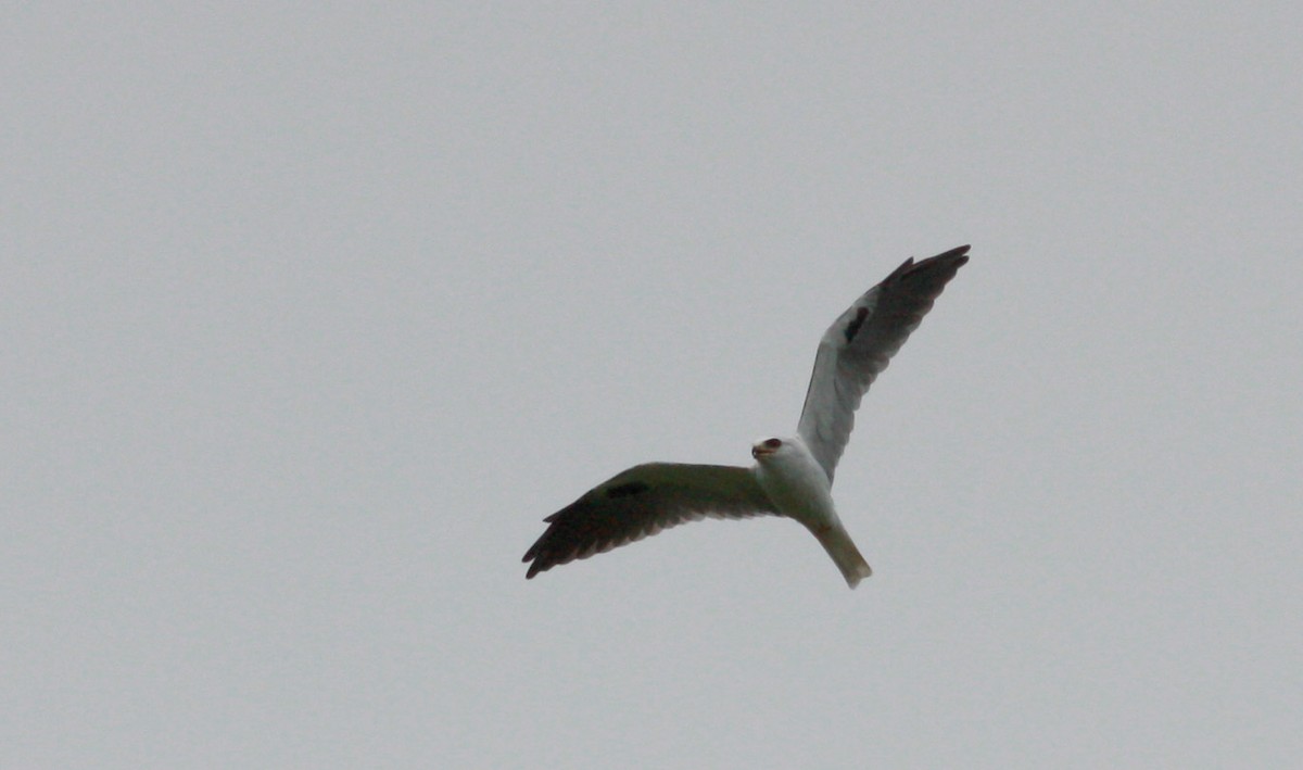 White-tailed Kite - ML26775071