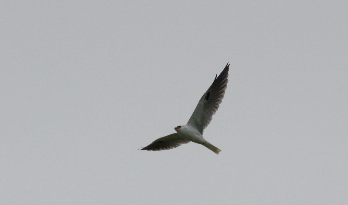 White-tailed Kite - ML26775101