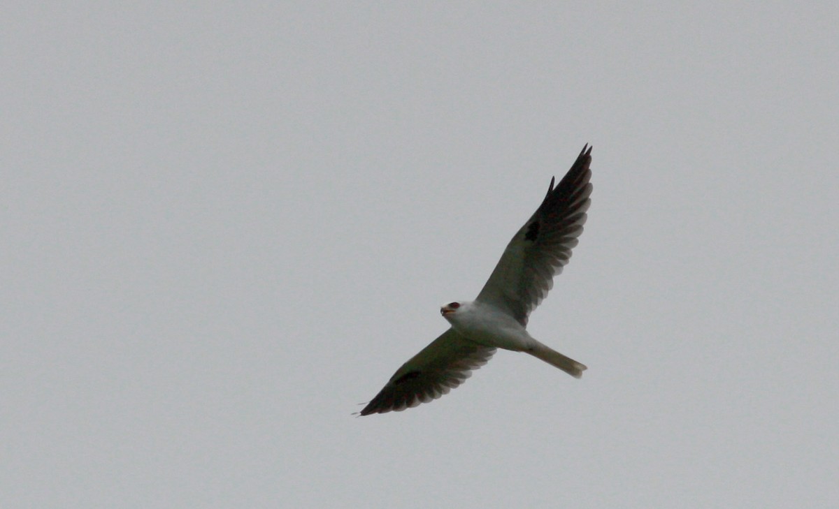 White-tailed Kite - ML26775121