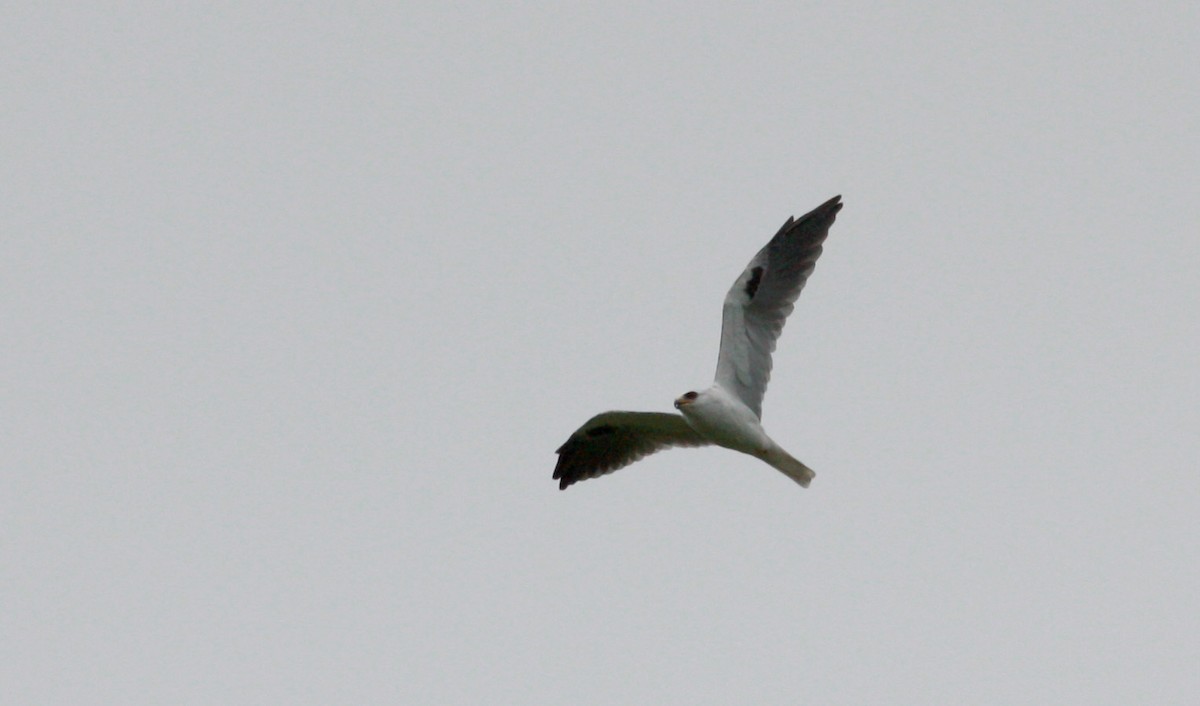 White-tailed Kite - ML26775131