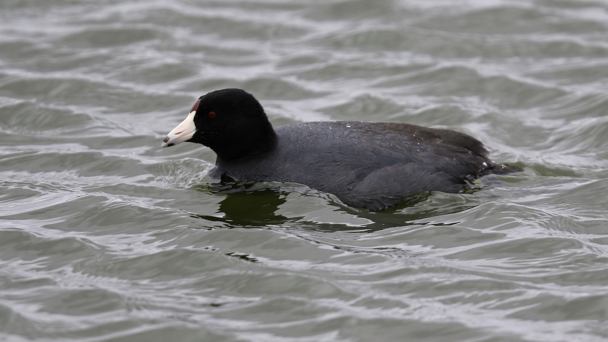 American Coot (Red-shielded) - ML26775231