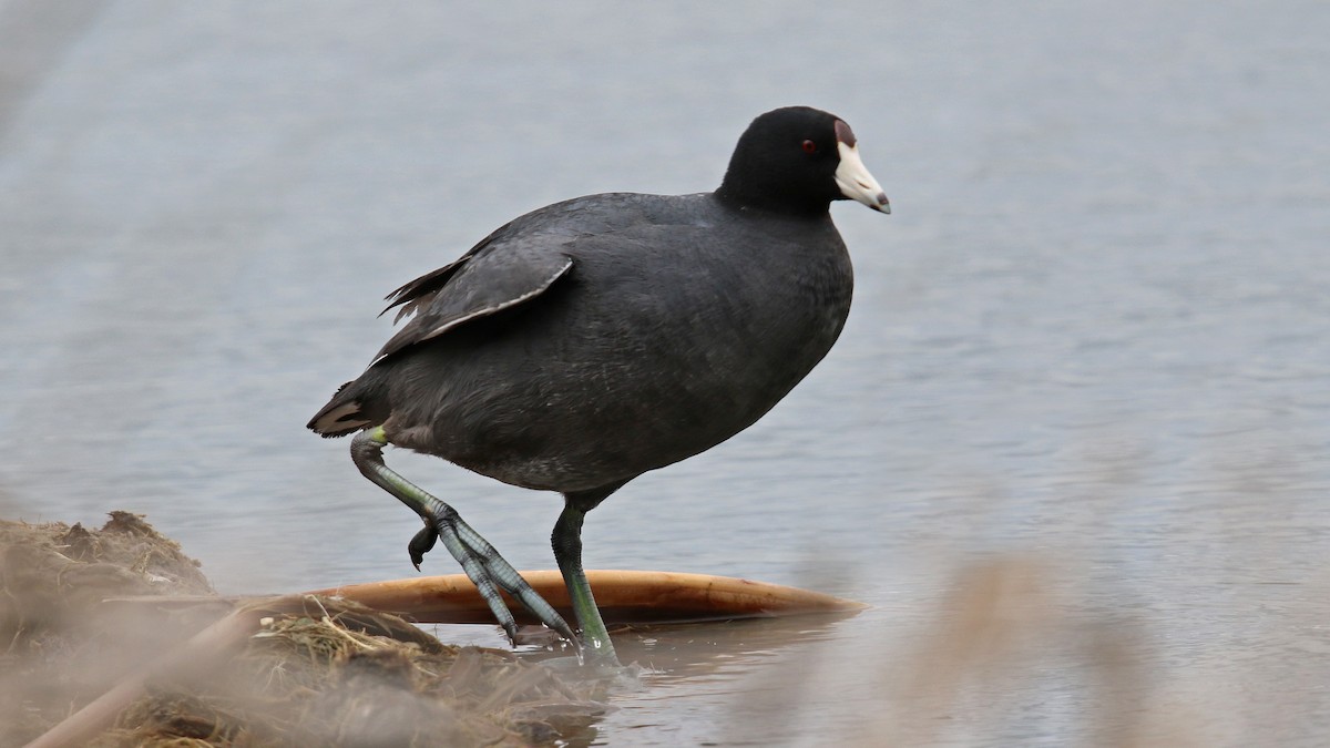 American Coot (Red-shielded) - ML26775371