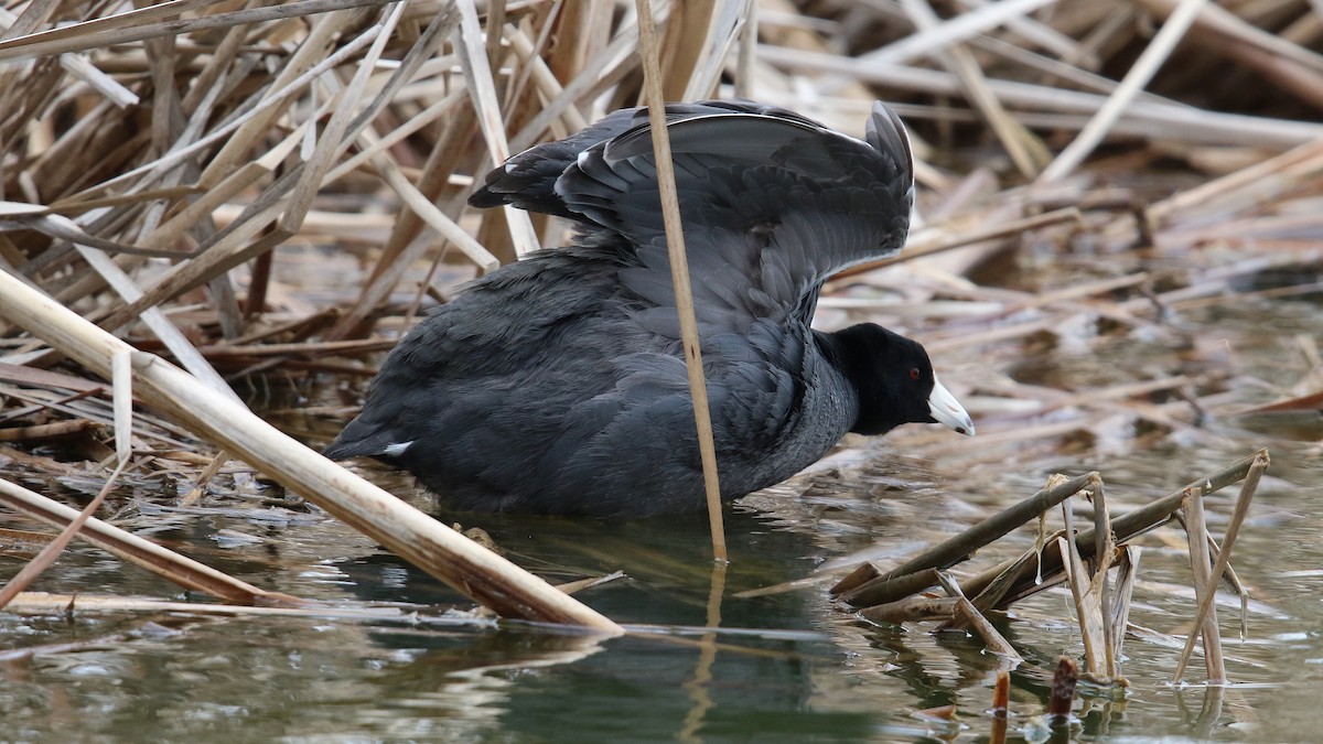 American Coot (Red-shielded) - Daniel Jauvin