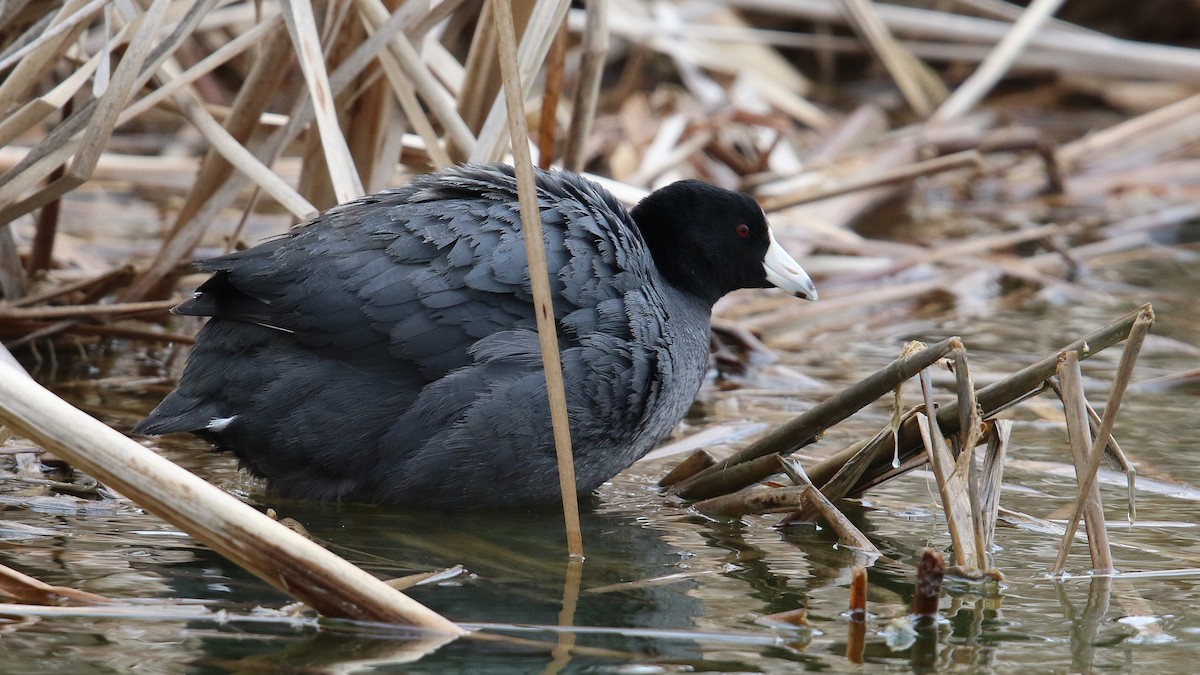 American Coot (Red-shielded) - ML26775631
