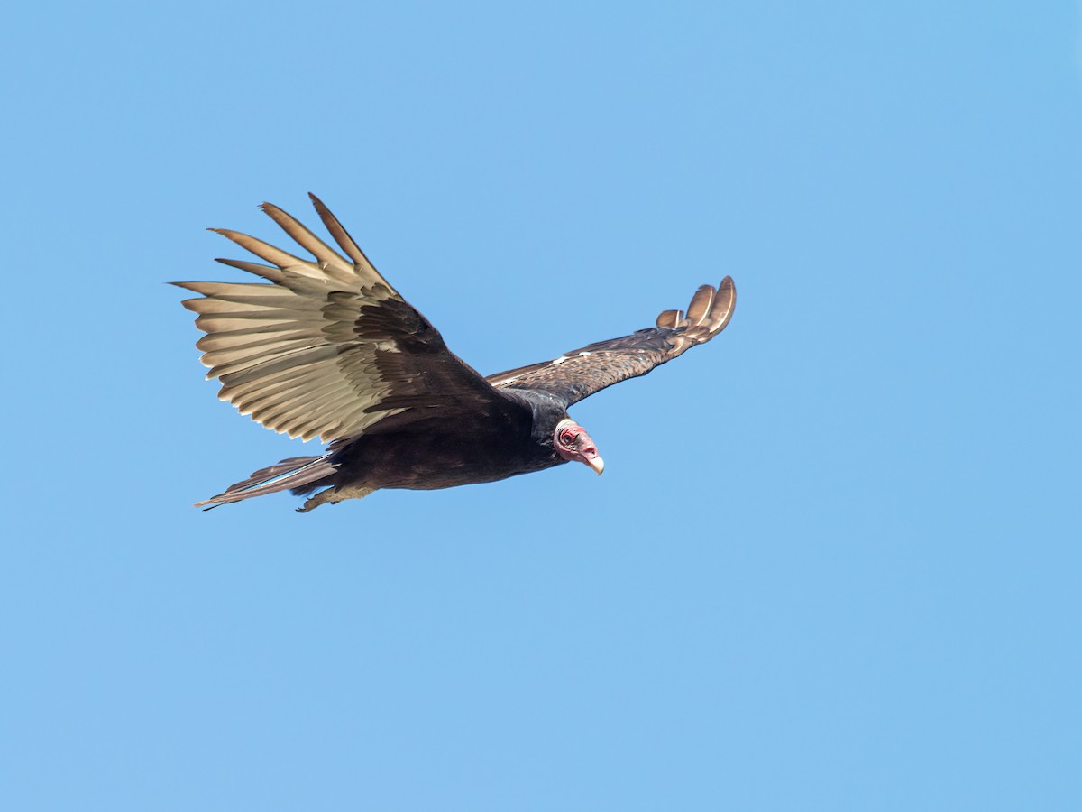 Turkey Vulture - ML267758001