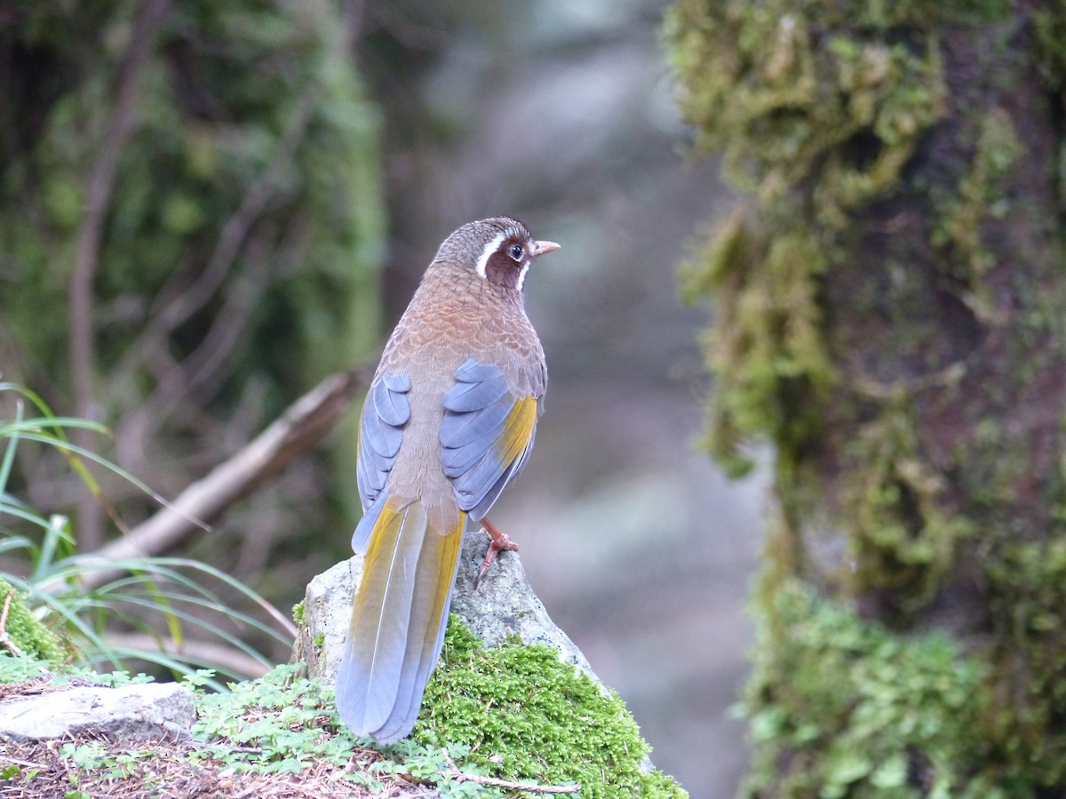 White-whiskered Laughingthrush - Cathryn Pritchard
