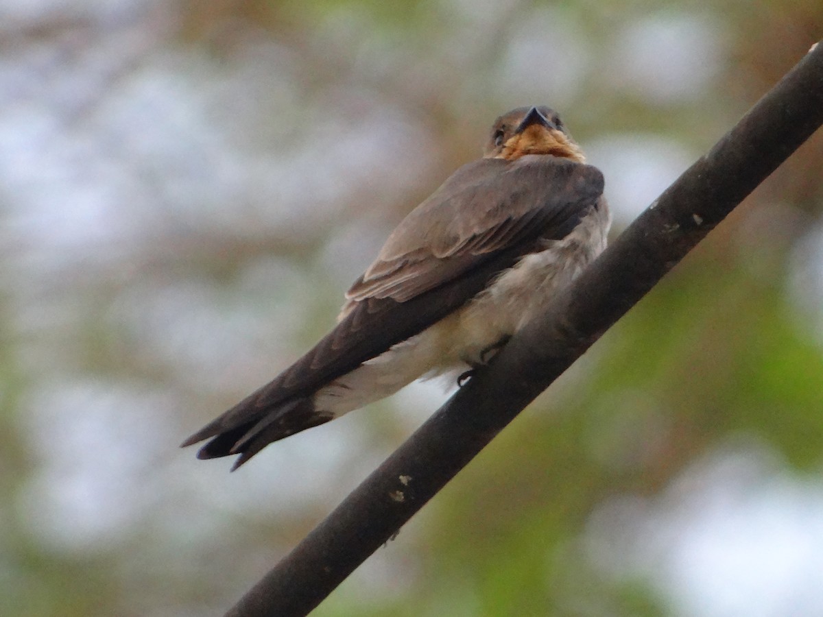 Southern Rough-winged Swallow - Guilherme Lopes