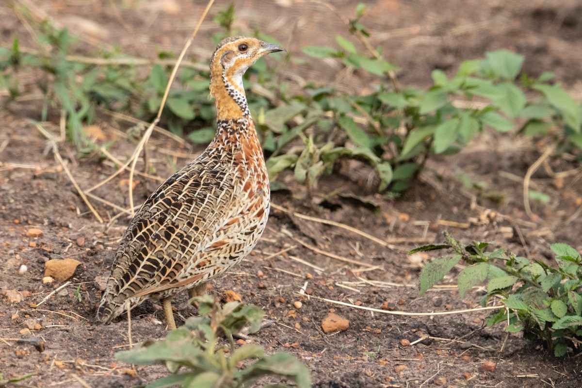 Red-winged Francolin - Peter  Steward