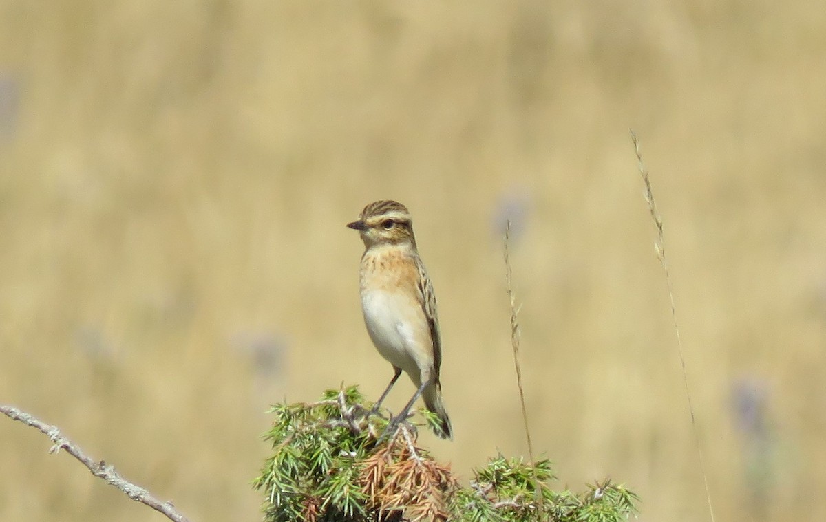 Whinchat - ML267776401