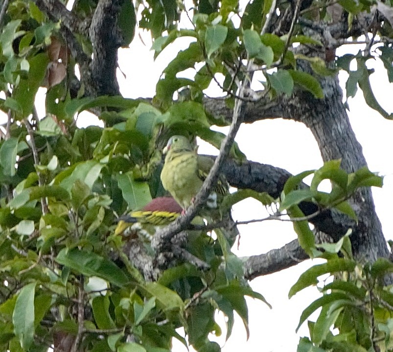 Thick-billed Green-Pigeon - ML267776501