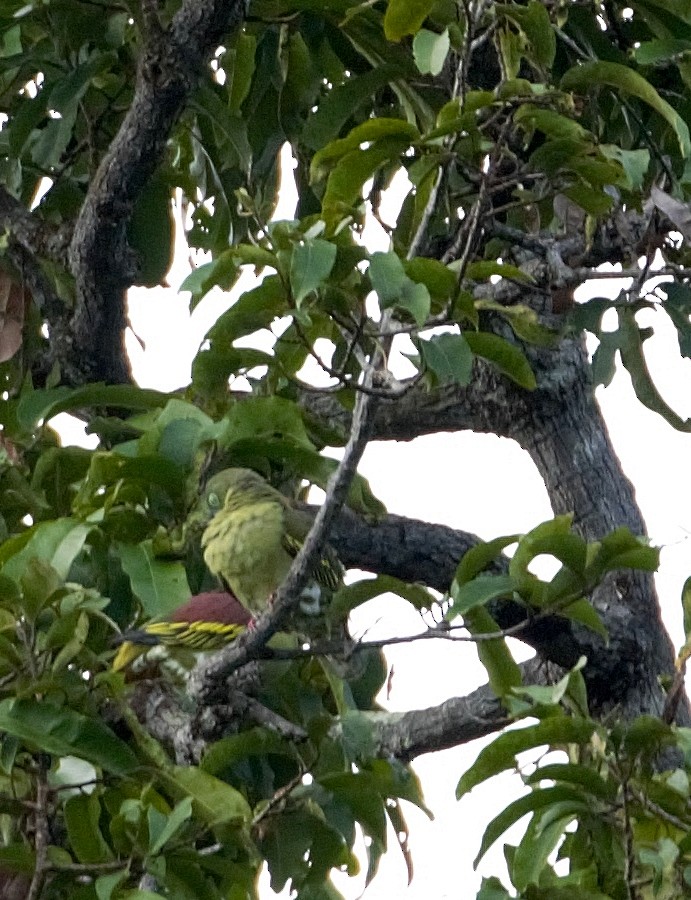 Thick-billed Green-Pigeon - ML267776611