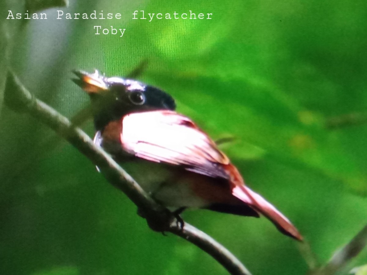 Blyth's Paradise-Flycatcher - Trung Buithanh