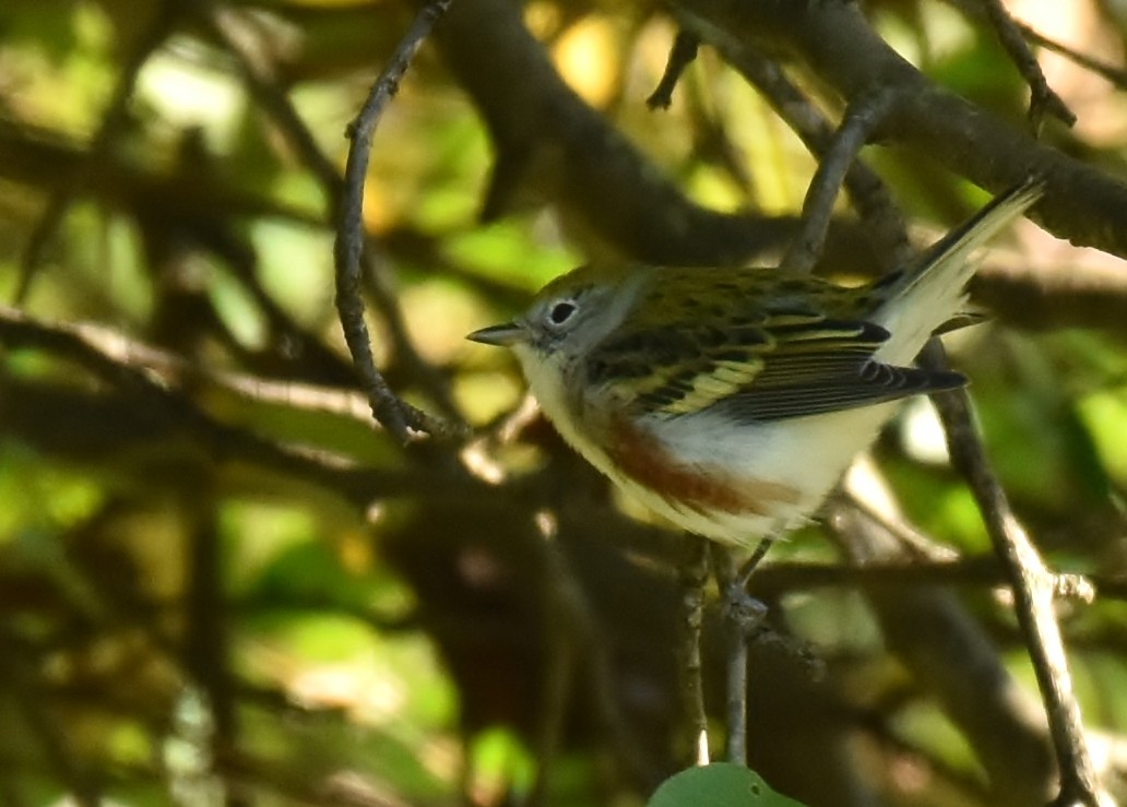 Chestnut-sided Warbler - Don Carbaugh