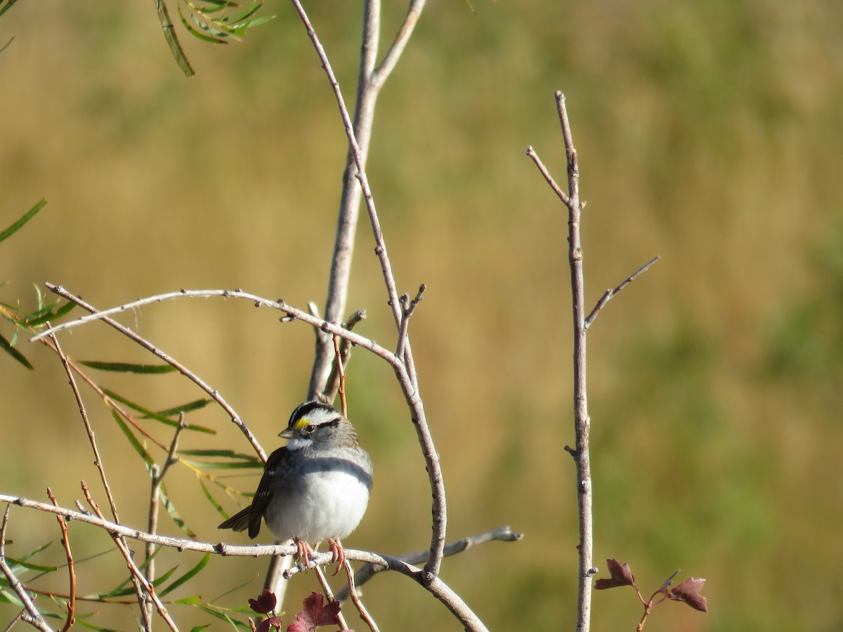 White-throated Sparrow - Scott Ray