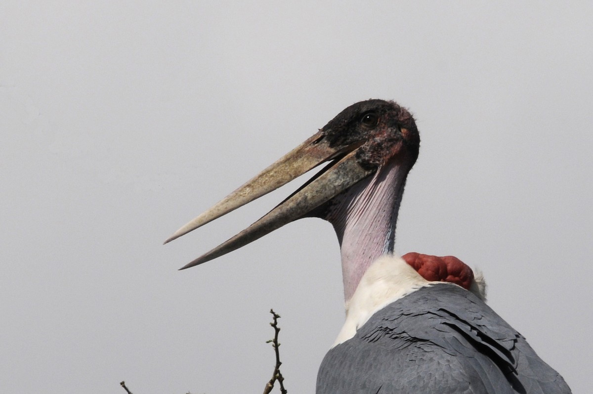 Marabou Stork - Philippe HUBERT