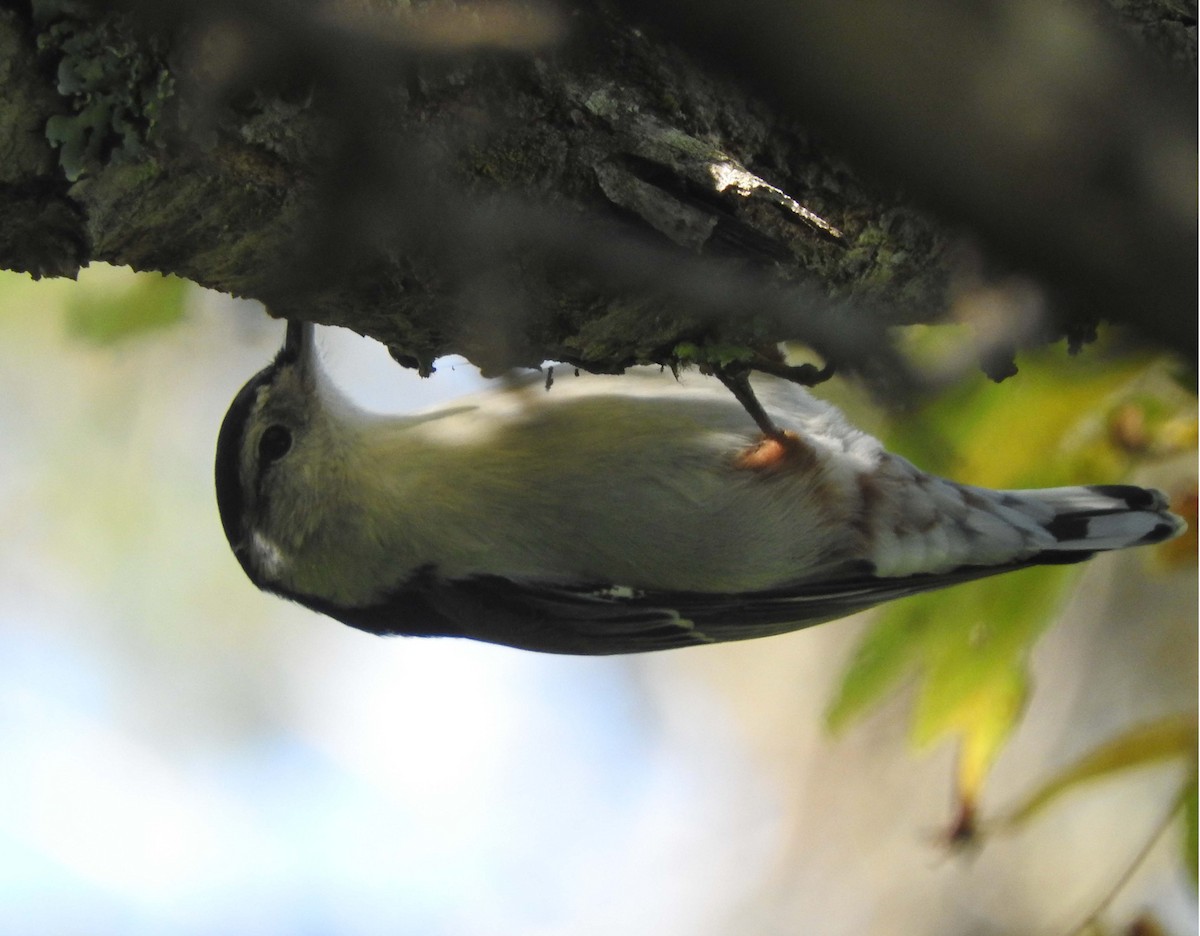 White-breasted Nuthatch - ML267783981