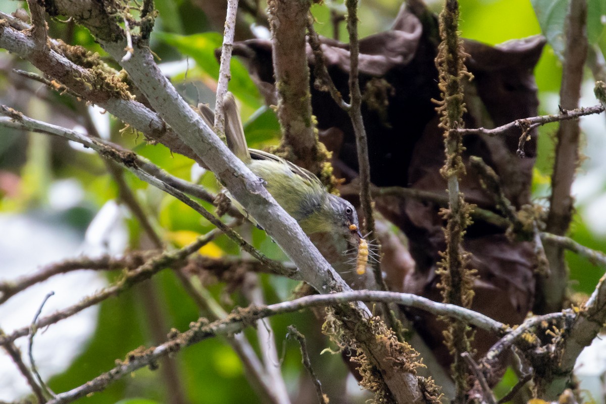 White-fronted Tyrannulet - ML267785781