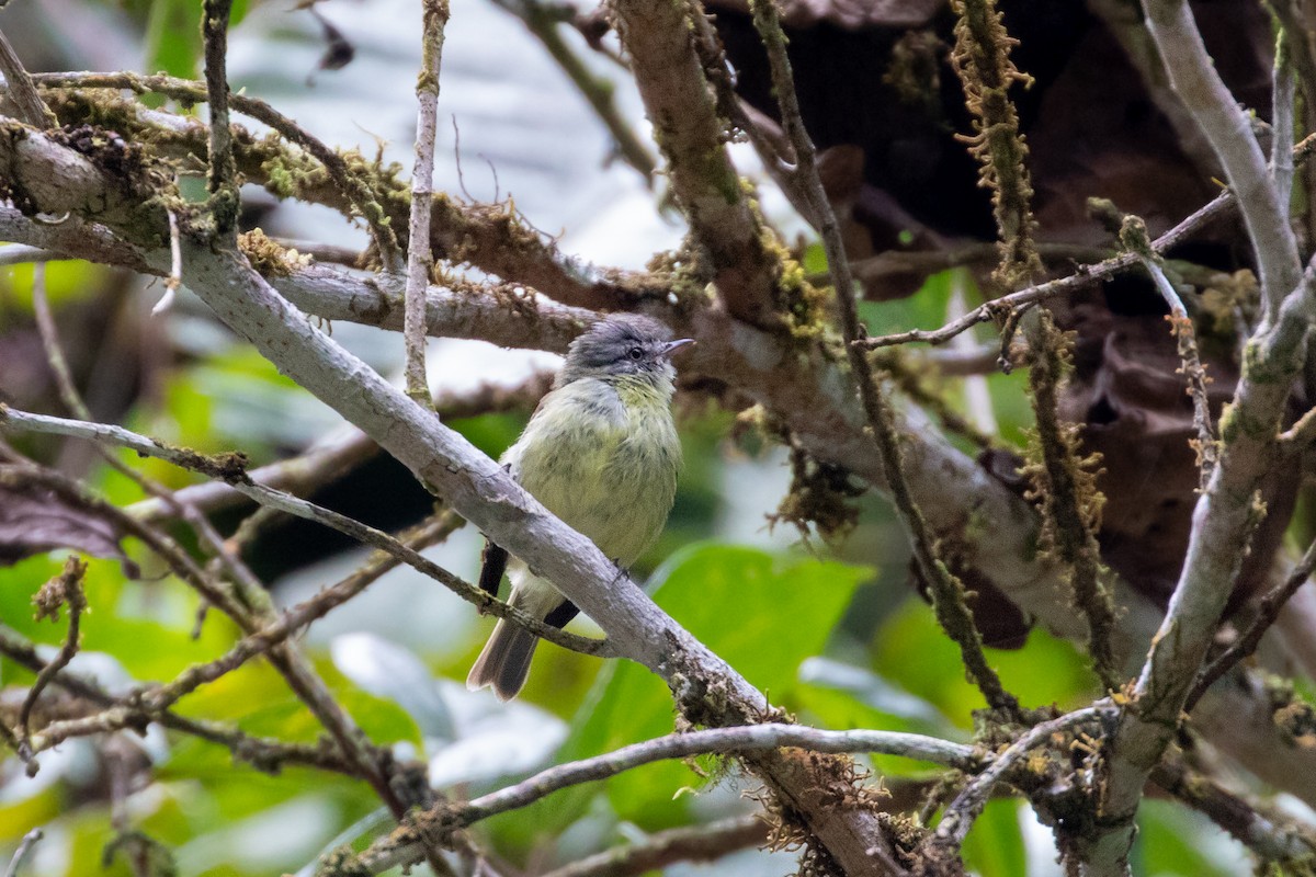 White-fronted Tyrannulet - ML267785791