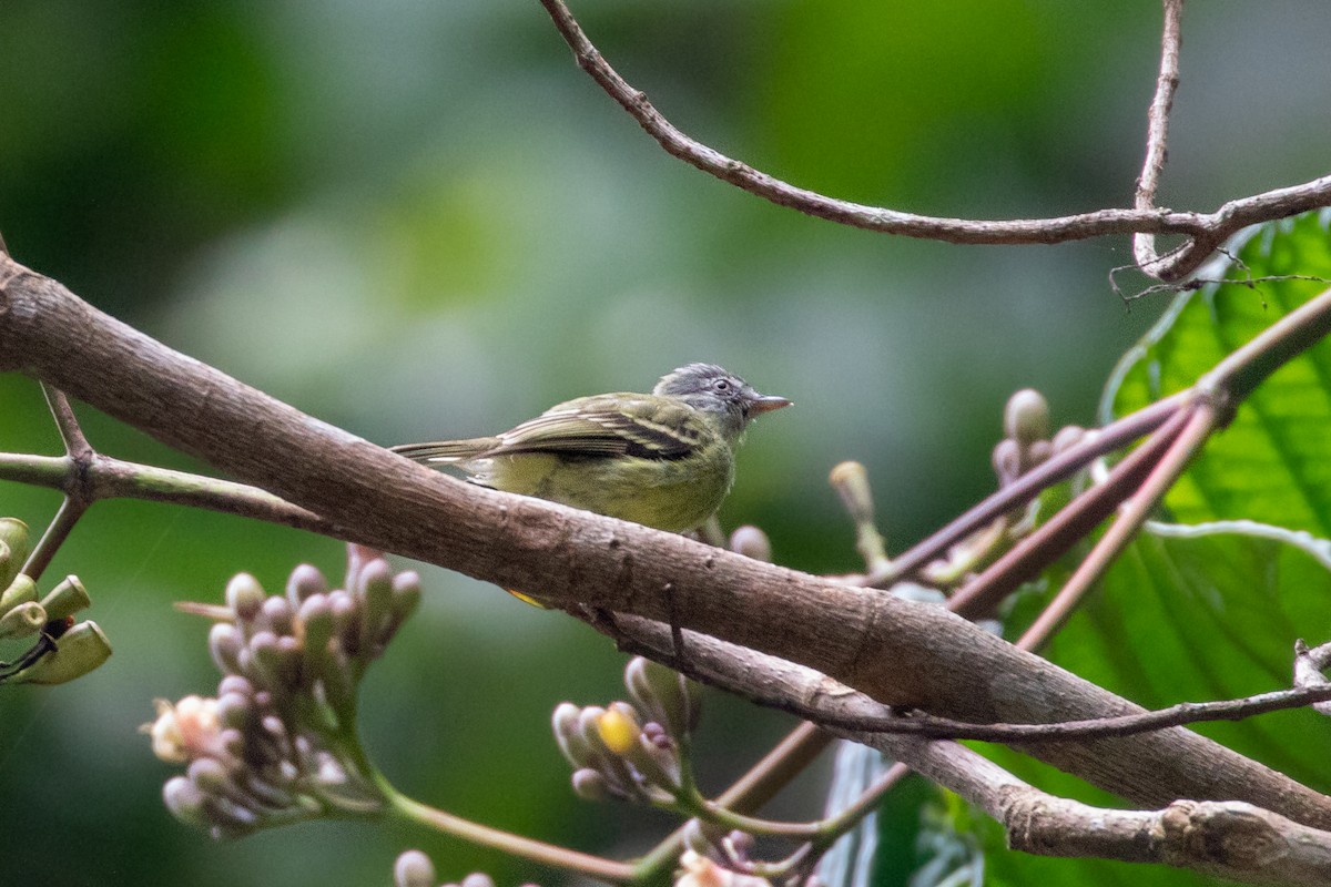 White-fronted Tyrannulet - ML267785801