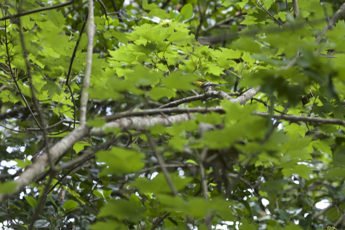 Black-throated Green Warbler - ML267787671