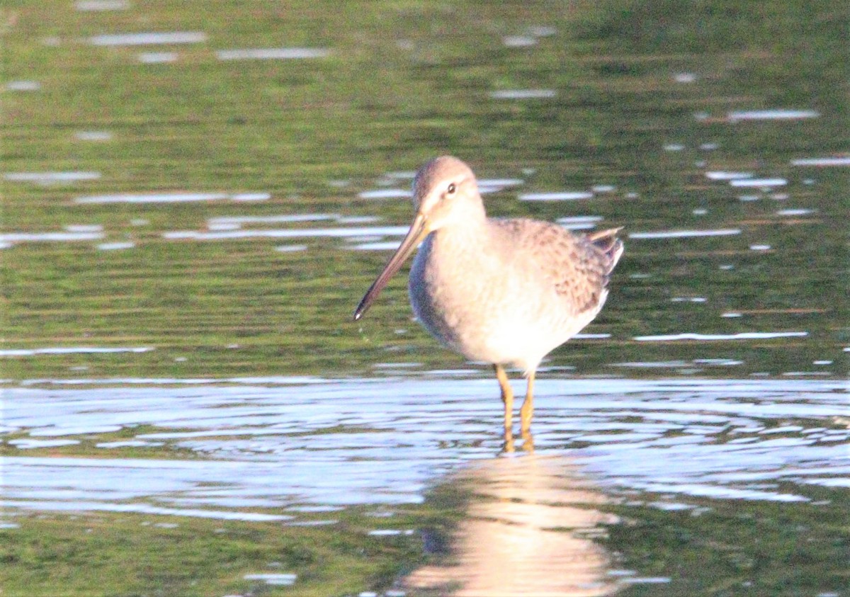 Long-billed Dowitcher - ML267792571