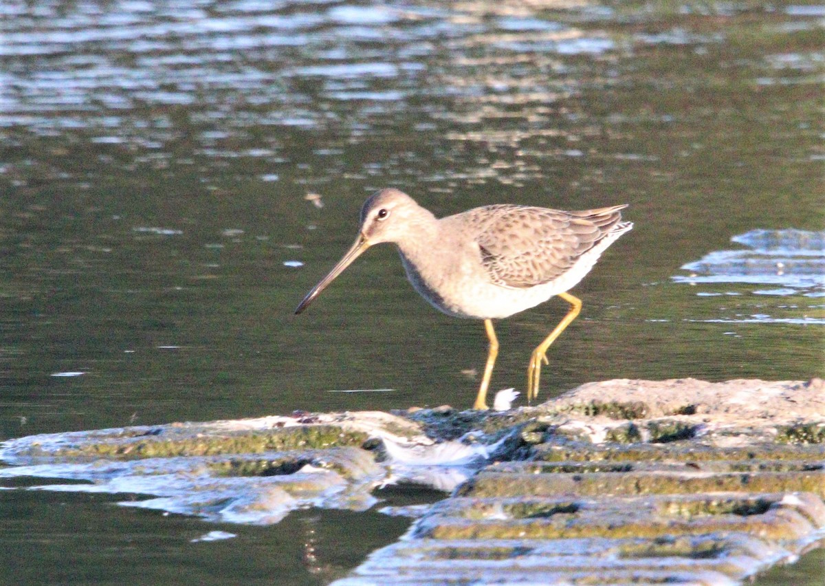 Long-billed Dowitcher - ML267792601