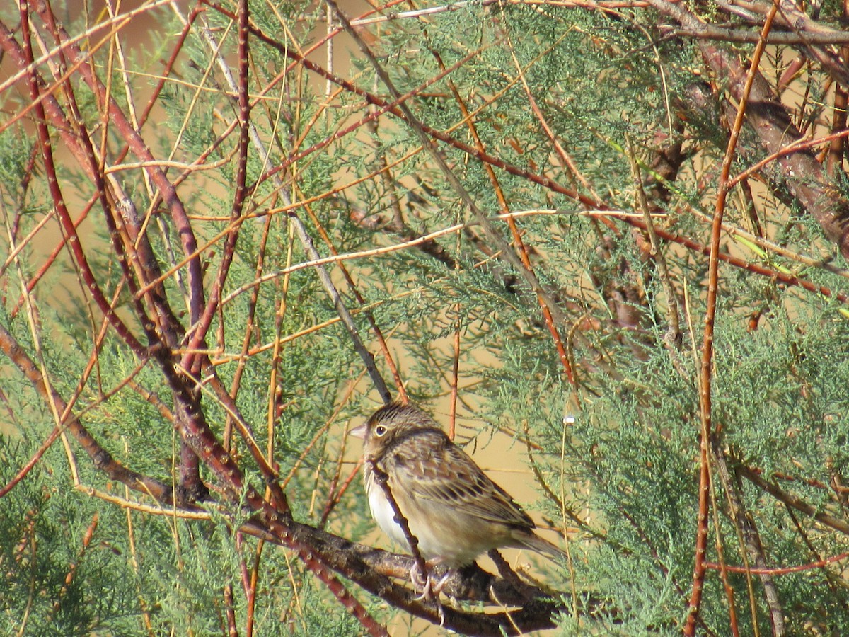 Grasshopper Sparrow - ML267794421