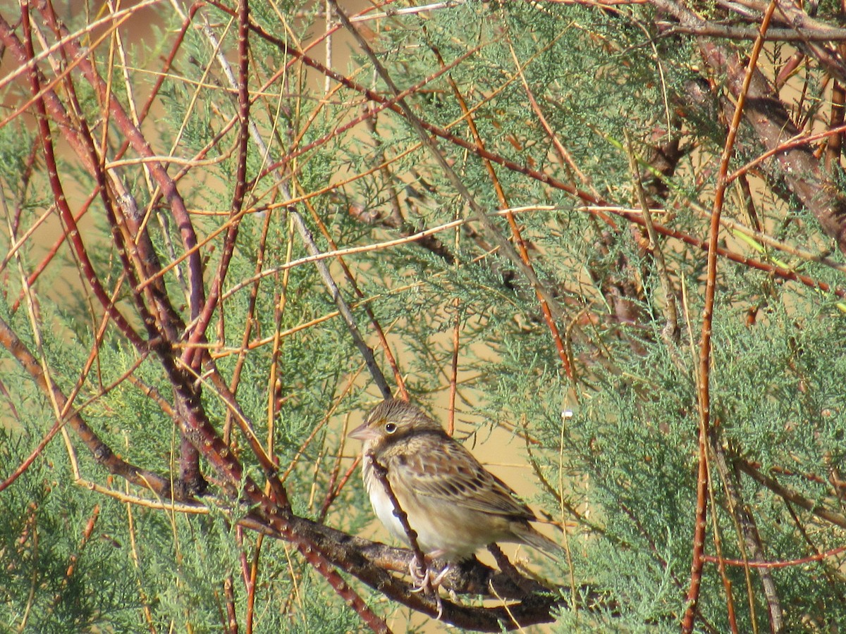 Grasshopper Sparrow - ML267794441