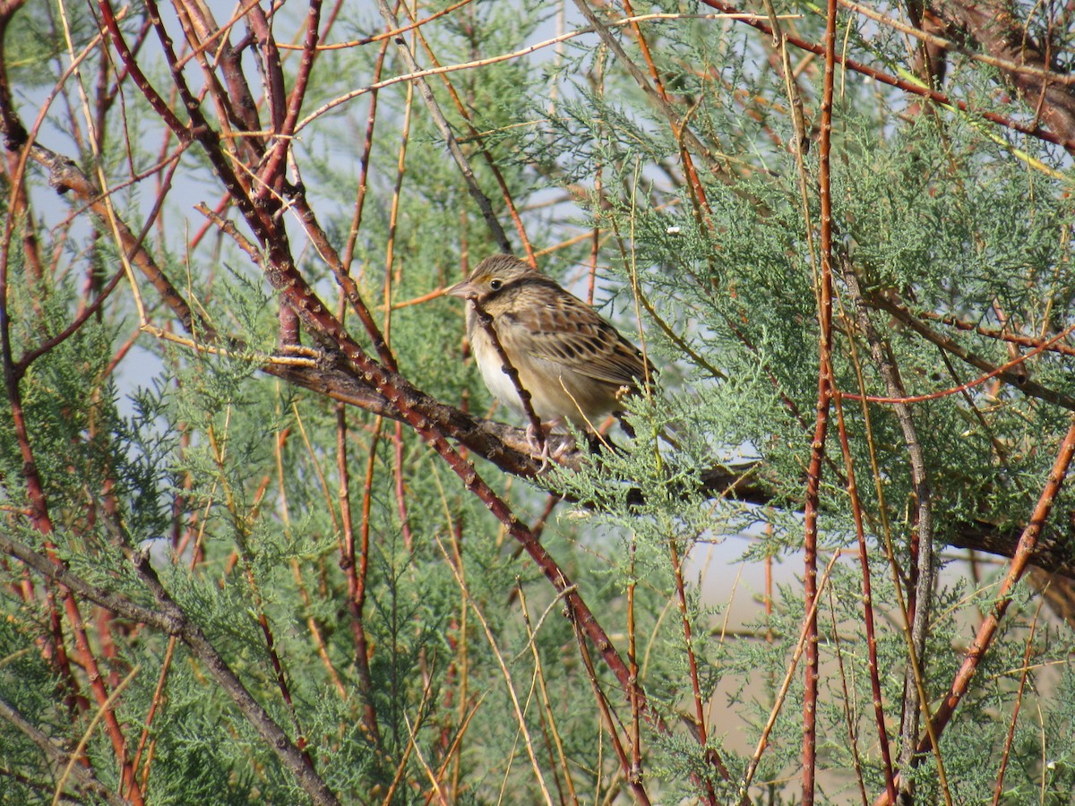 Grasshopper Sparrow - ML267794591