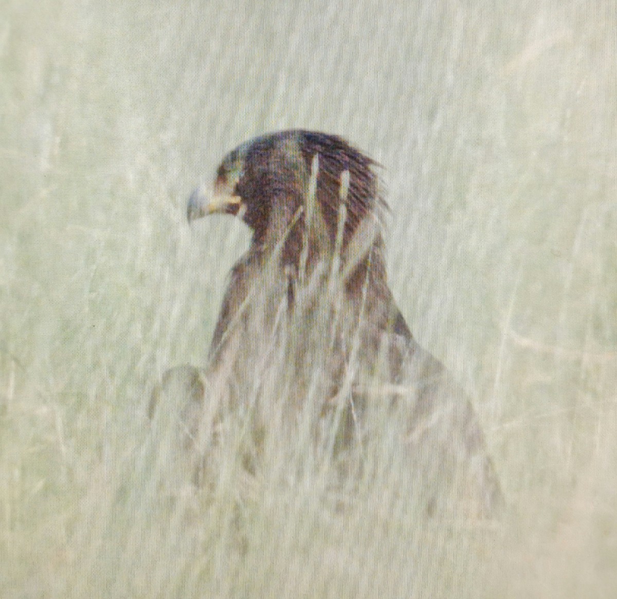 Greater Spotted Eagle - ML267798951