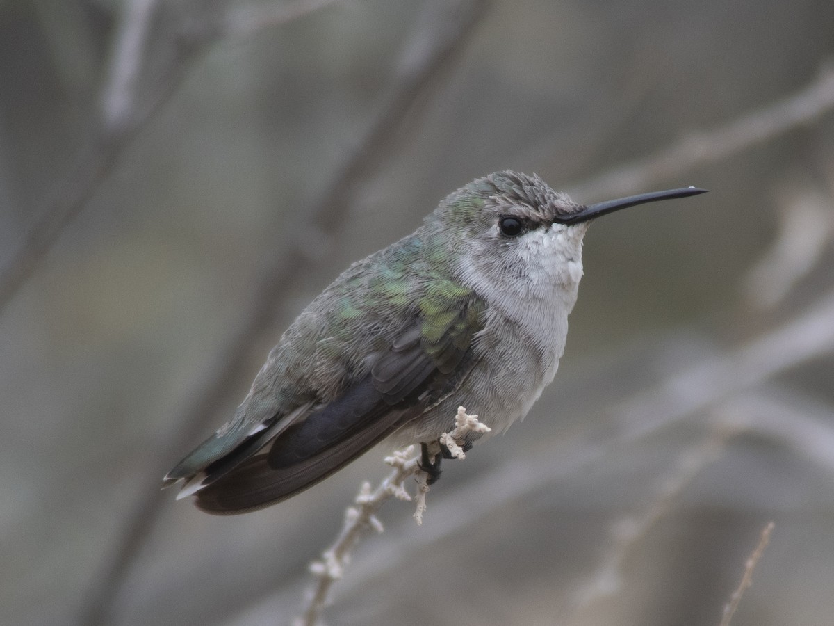 Costa's Hummingbird - Glenn Kincaid