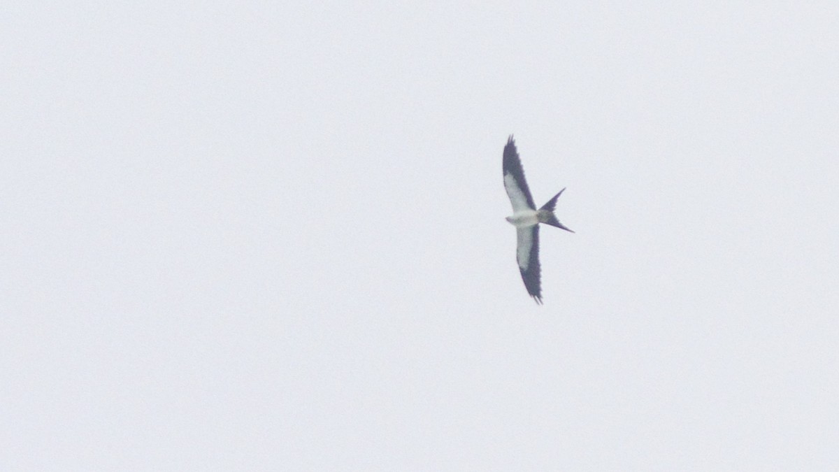 Swallow-tailed Kite - Sean Fitzgerald