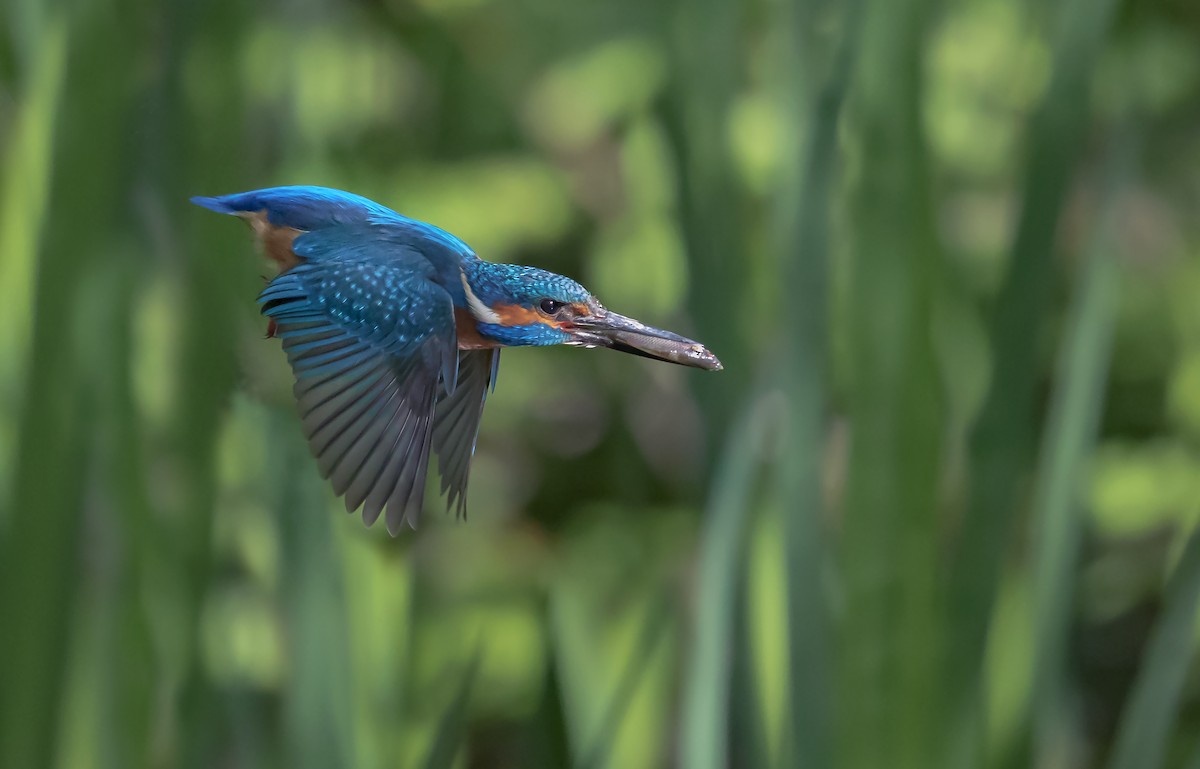 Common Kingfisher - Jieles van Baalen