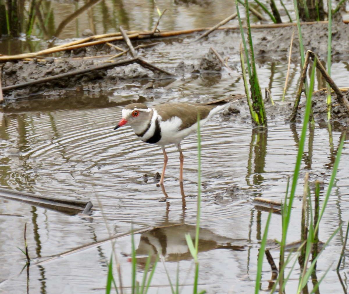 Three-banded Plover - ML267827601