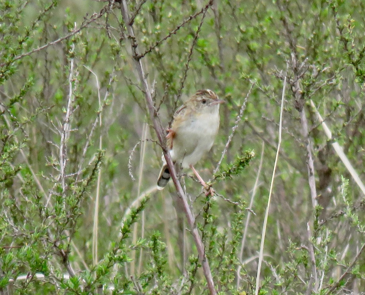 Wing-snapping Cisticola - ML267828421