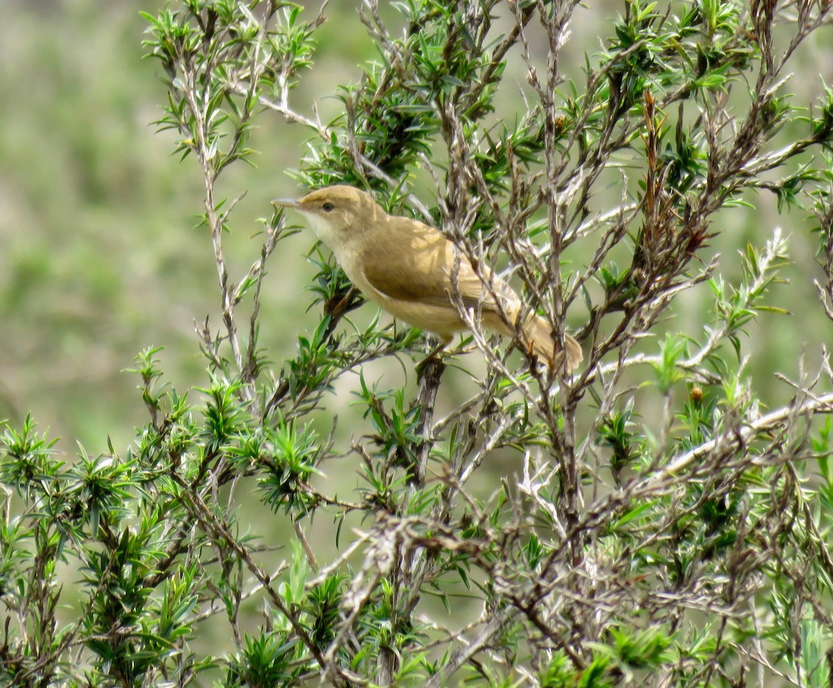 Common Reed Warbler (African) - ML267828461