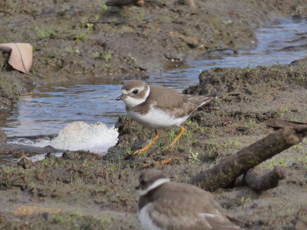 Semipalmated Plover - ML267831051
