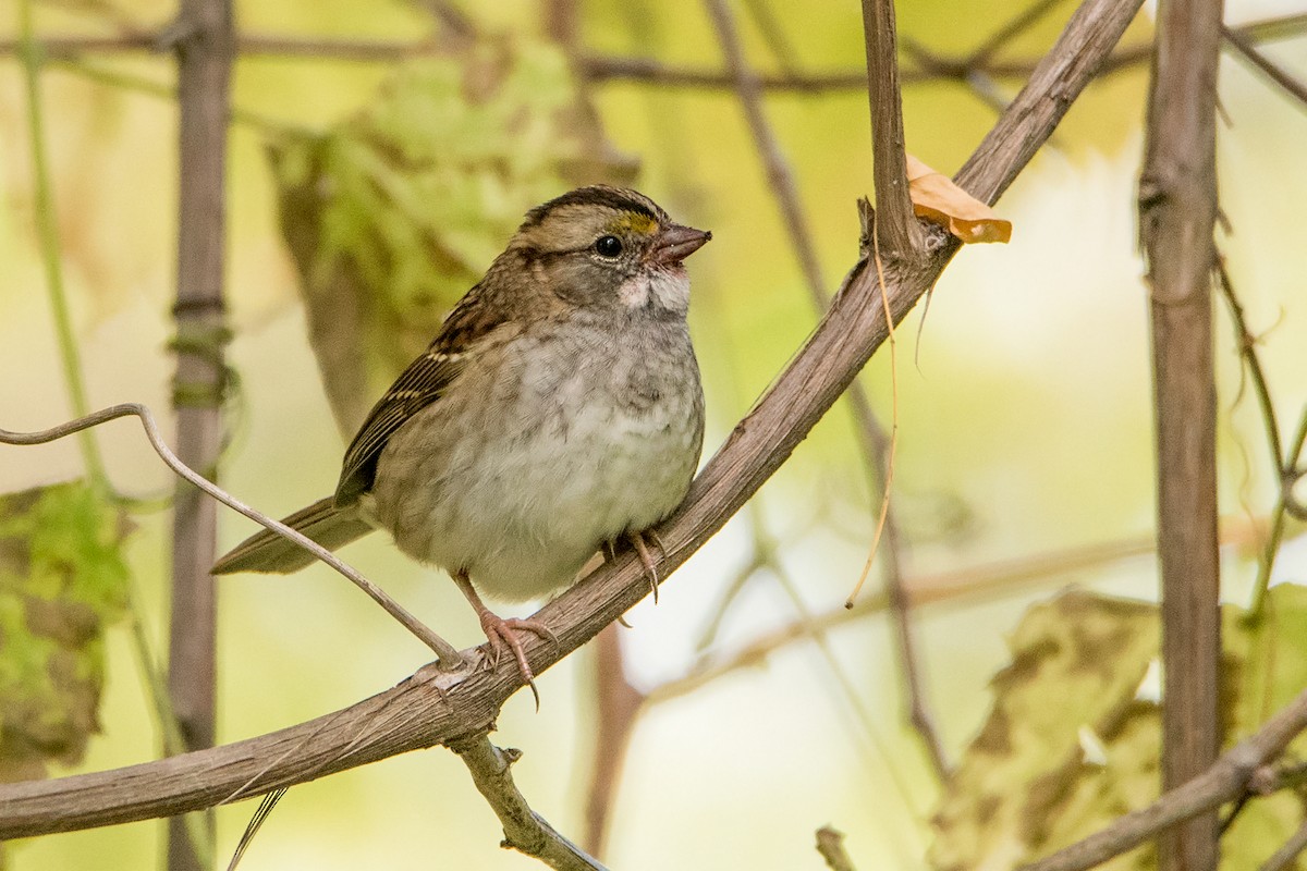 White-throated Sparrow - ML267834031