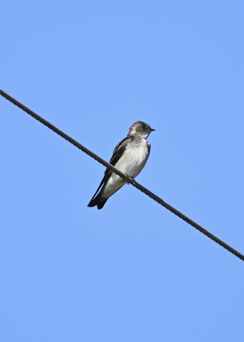 Northern Rough-winged Swallow - ML267834631