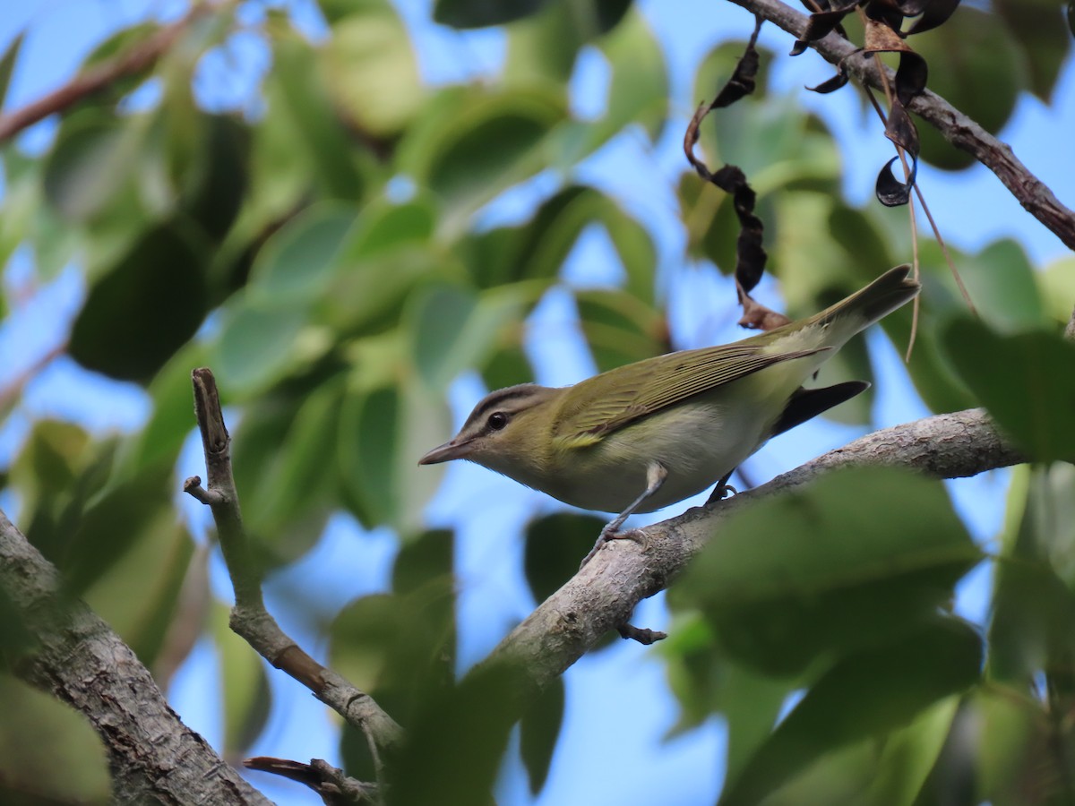 Red-eyed Vireo - Kevin Christman