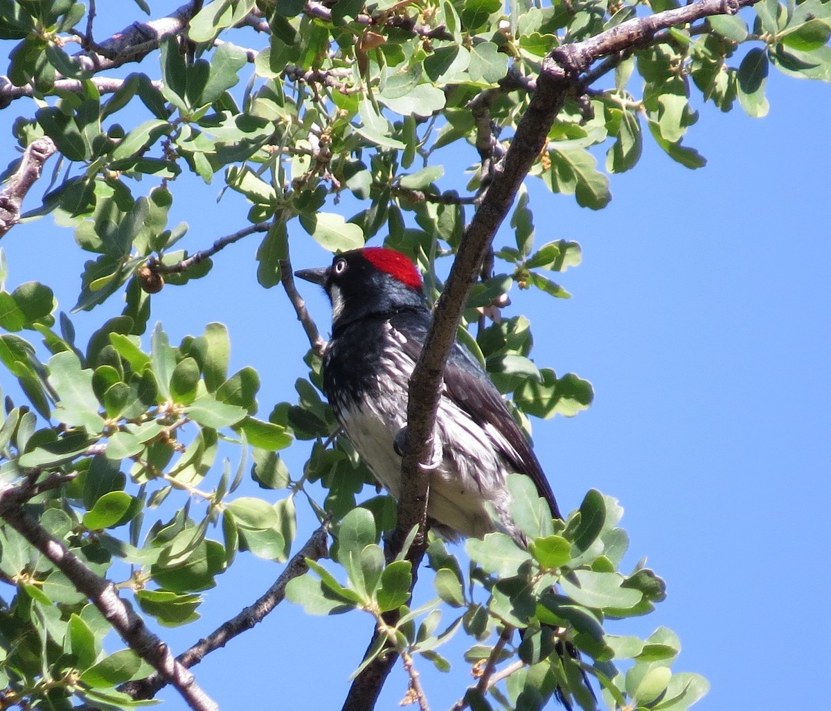 Acorn Woodpecker - ML26783711