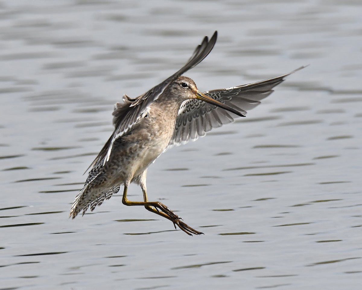 Long-billed Dowitcher - Ed McAskill