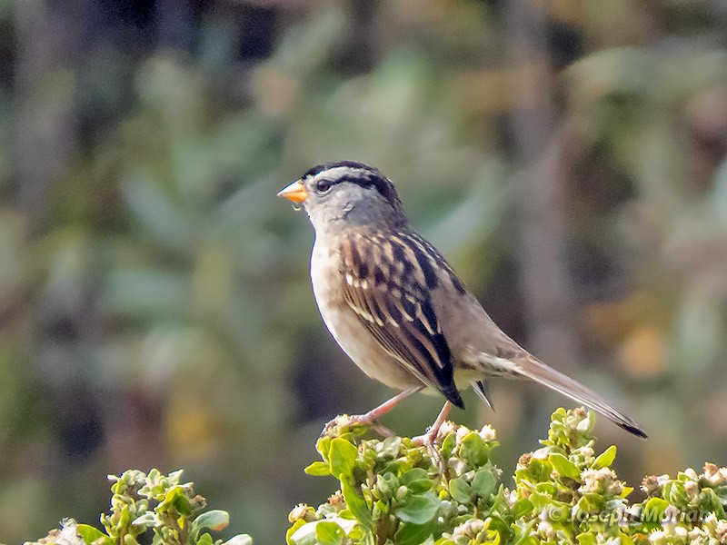 White-crowned Sparrow (Yellow-billed) - ML267842591