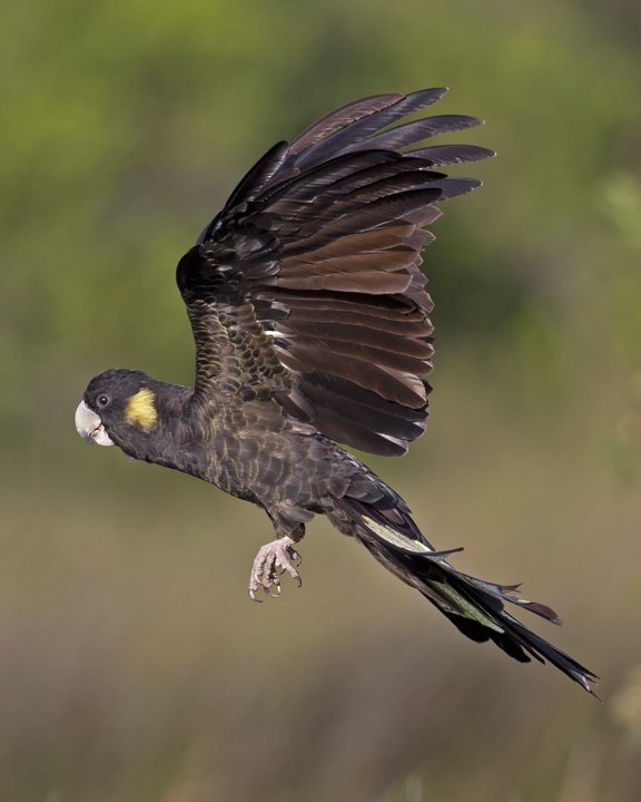 Yellow-tailed Black-Cockatoo - ML26784331