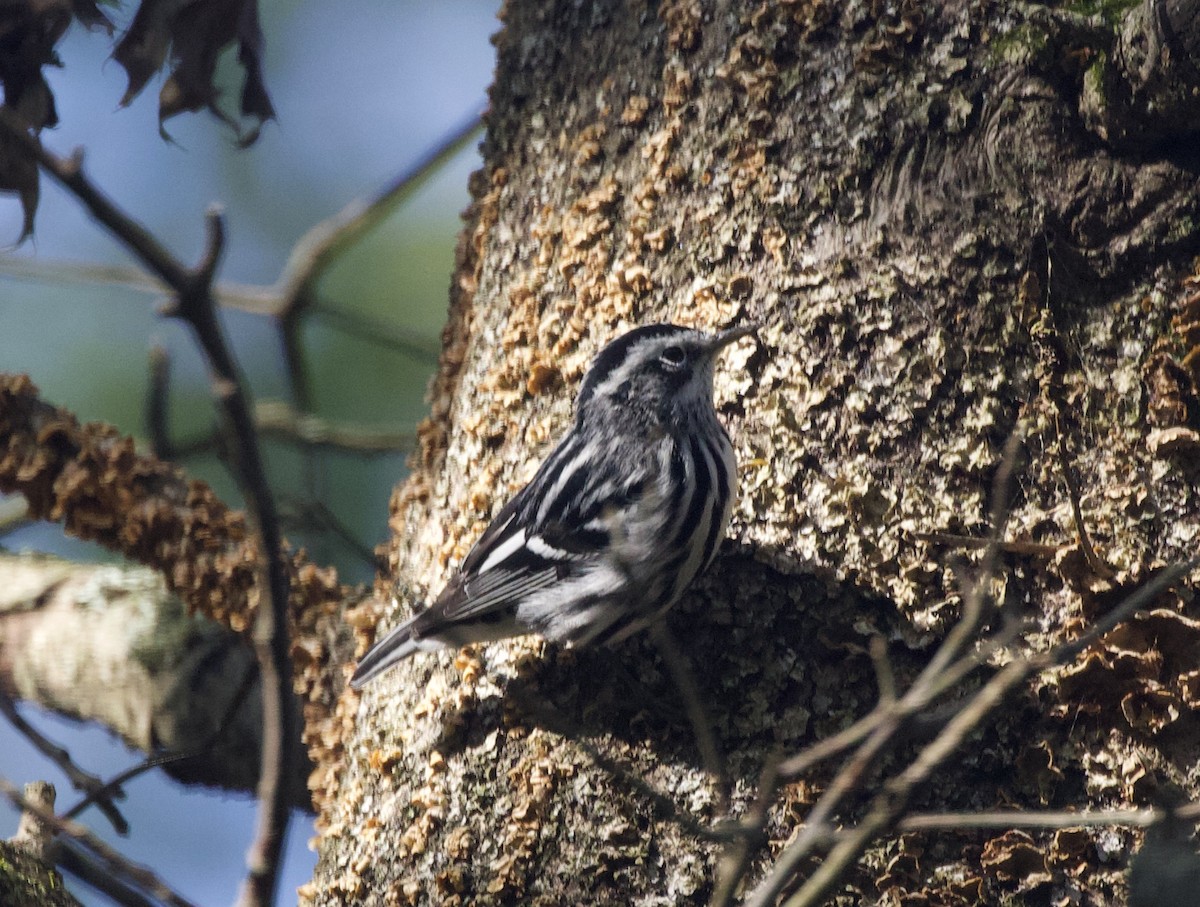 Black-and-white Warbler - ML267844061