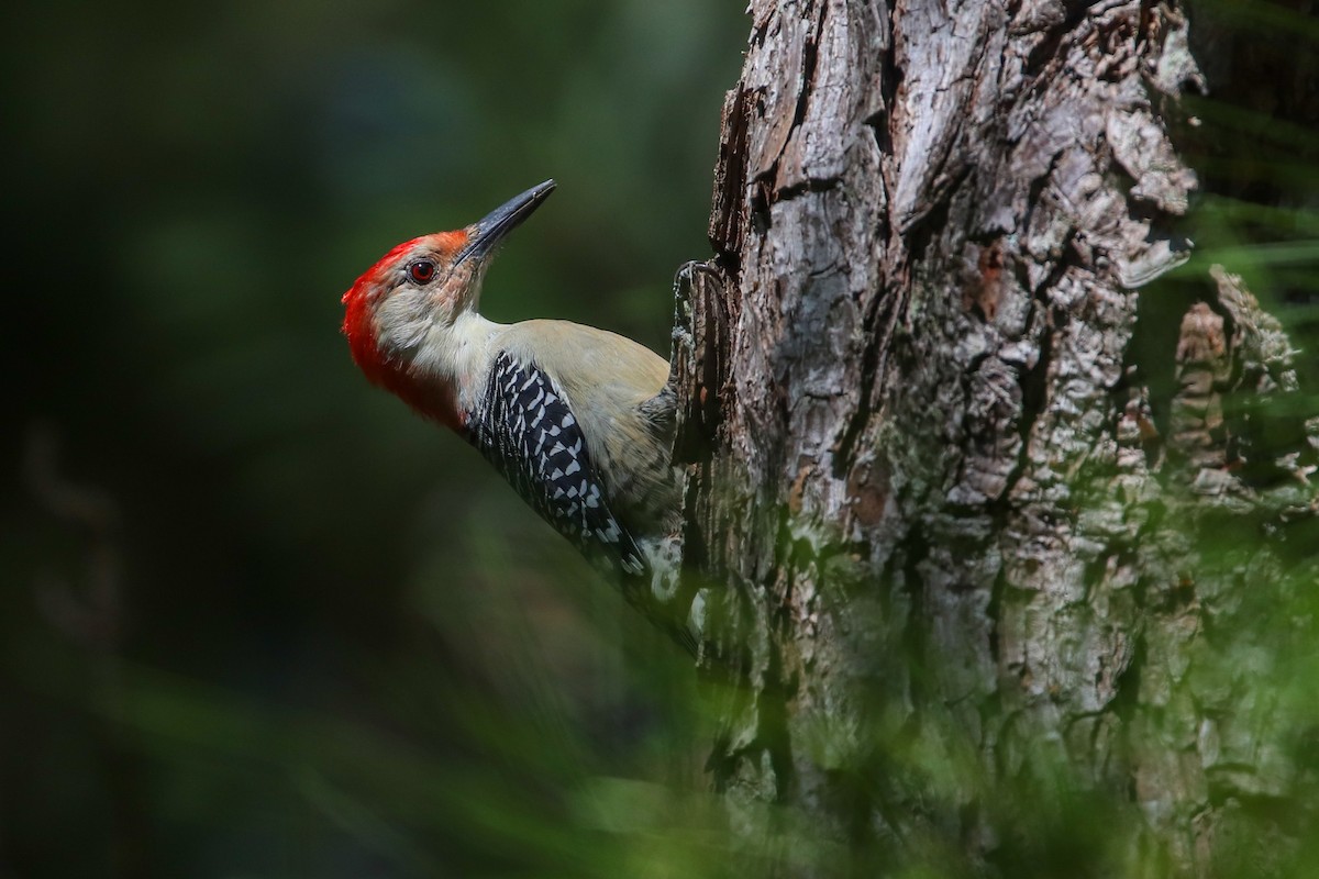Red-bellied Woodpecker - ML267855441