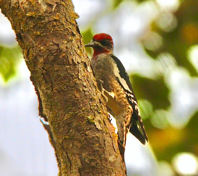 Red-breasted Sapsucker - ML267857931